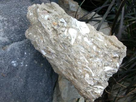 Niguel Formation-Conso Coarse Sand and Shel